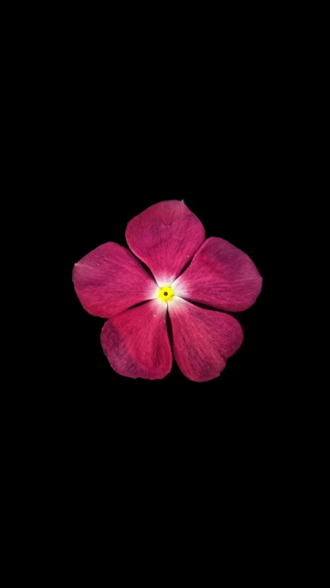 pink flower in black background in the dark