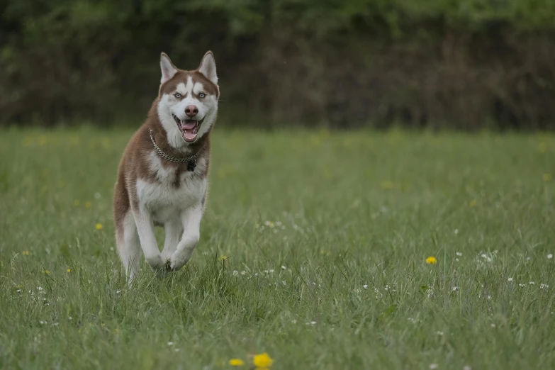 a husky running through a grassy field with a frisbee in his mouth