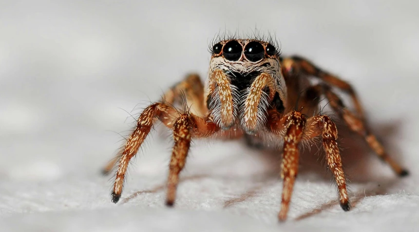 a close up s of the front of a jumping spider