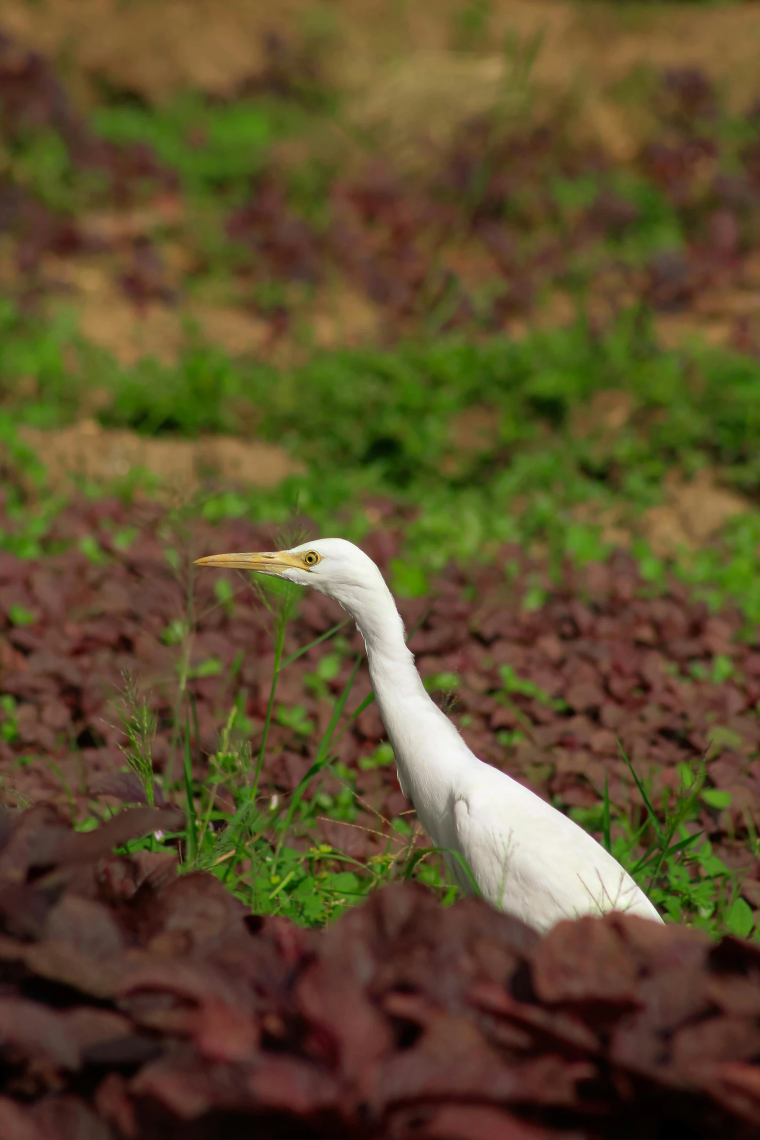 the bird is standing in the middle of a large patch of grass