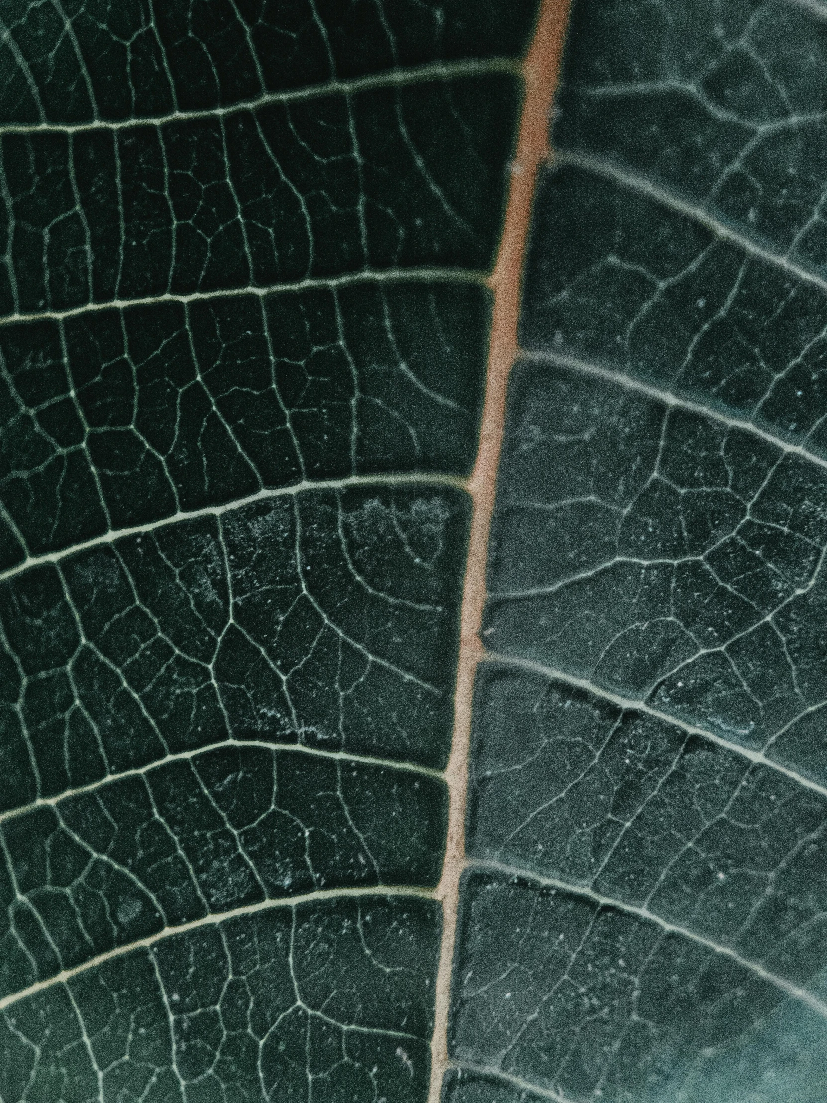 an image of a close up of the texture of a leaf