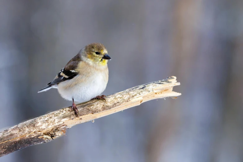 the bird is perched on the nch of the tree