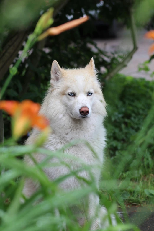 a large white dog sitting down in a yard