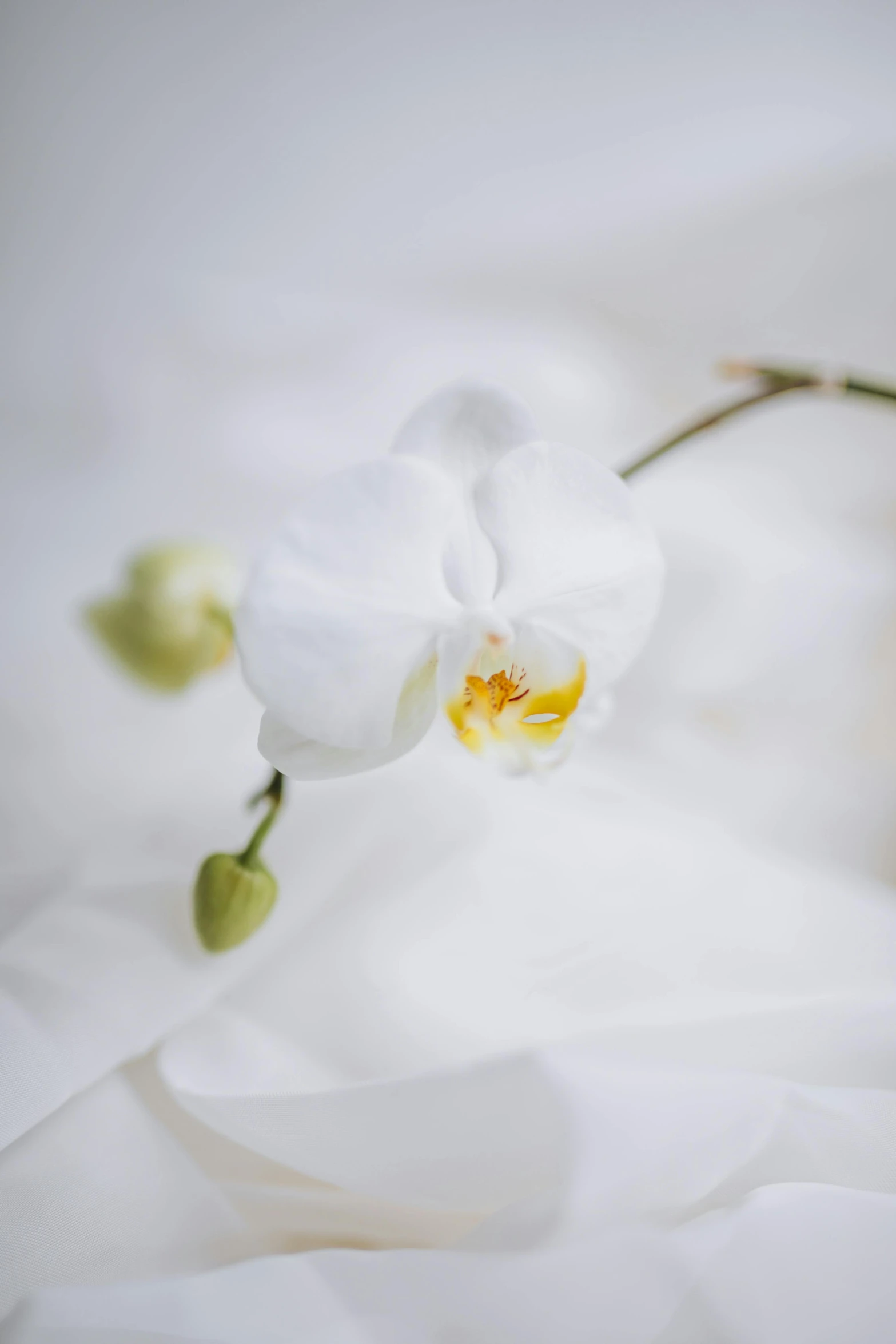 a white flower with two yellow centers on it