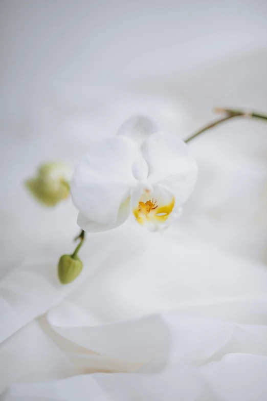 a white flower with two yellow centers on it