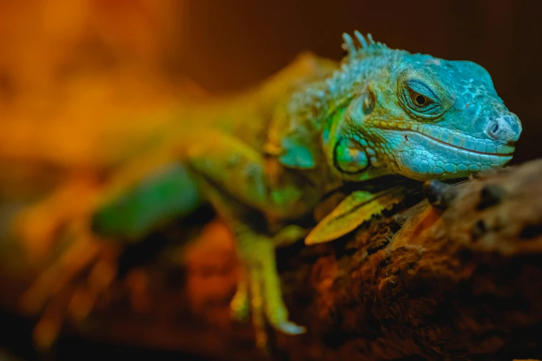 a small lizard is sitting on a rock