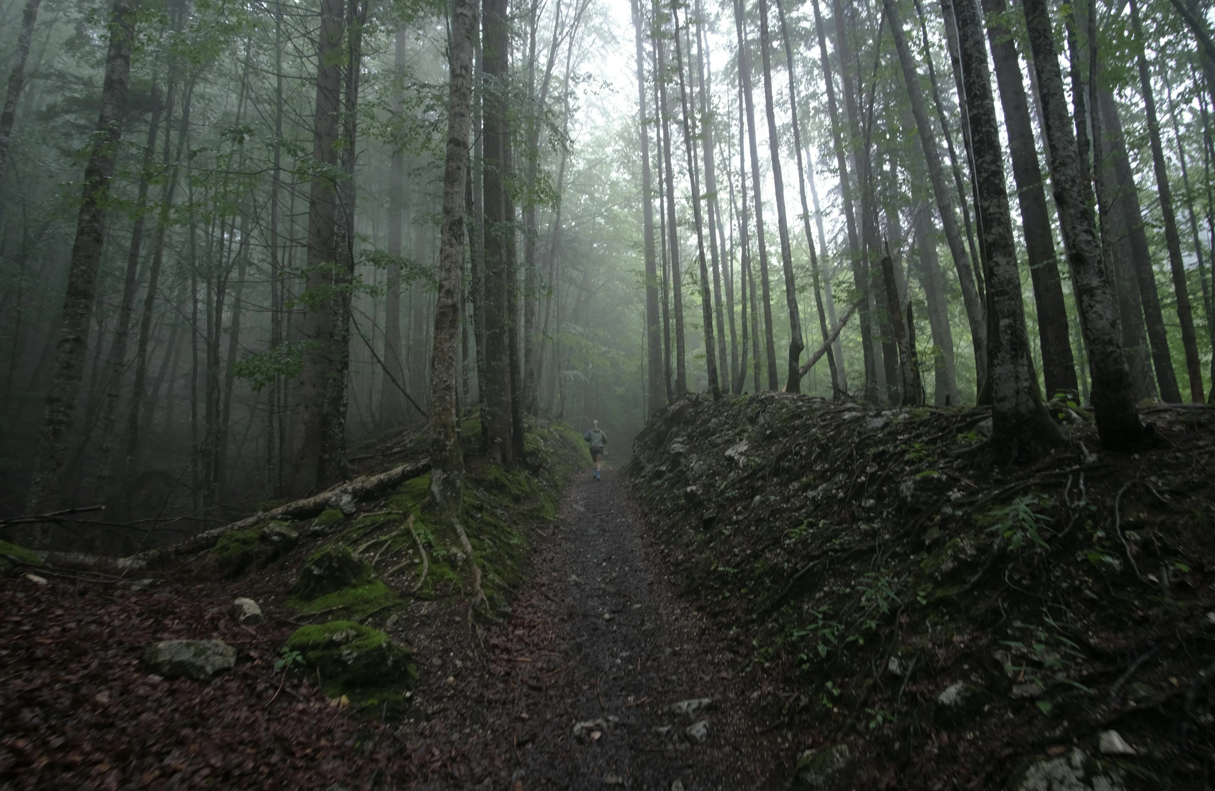 there is a trail through a dense tree - filled forest