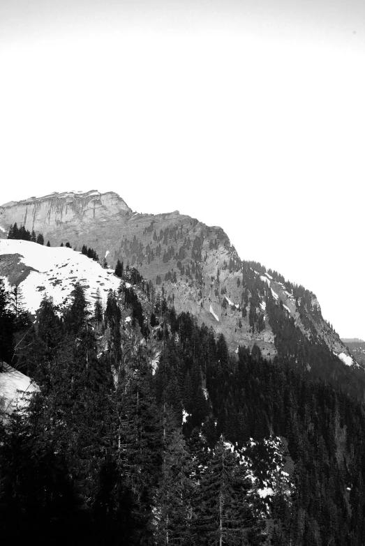 the trees are in front of a mountain