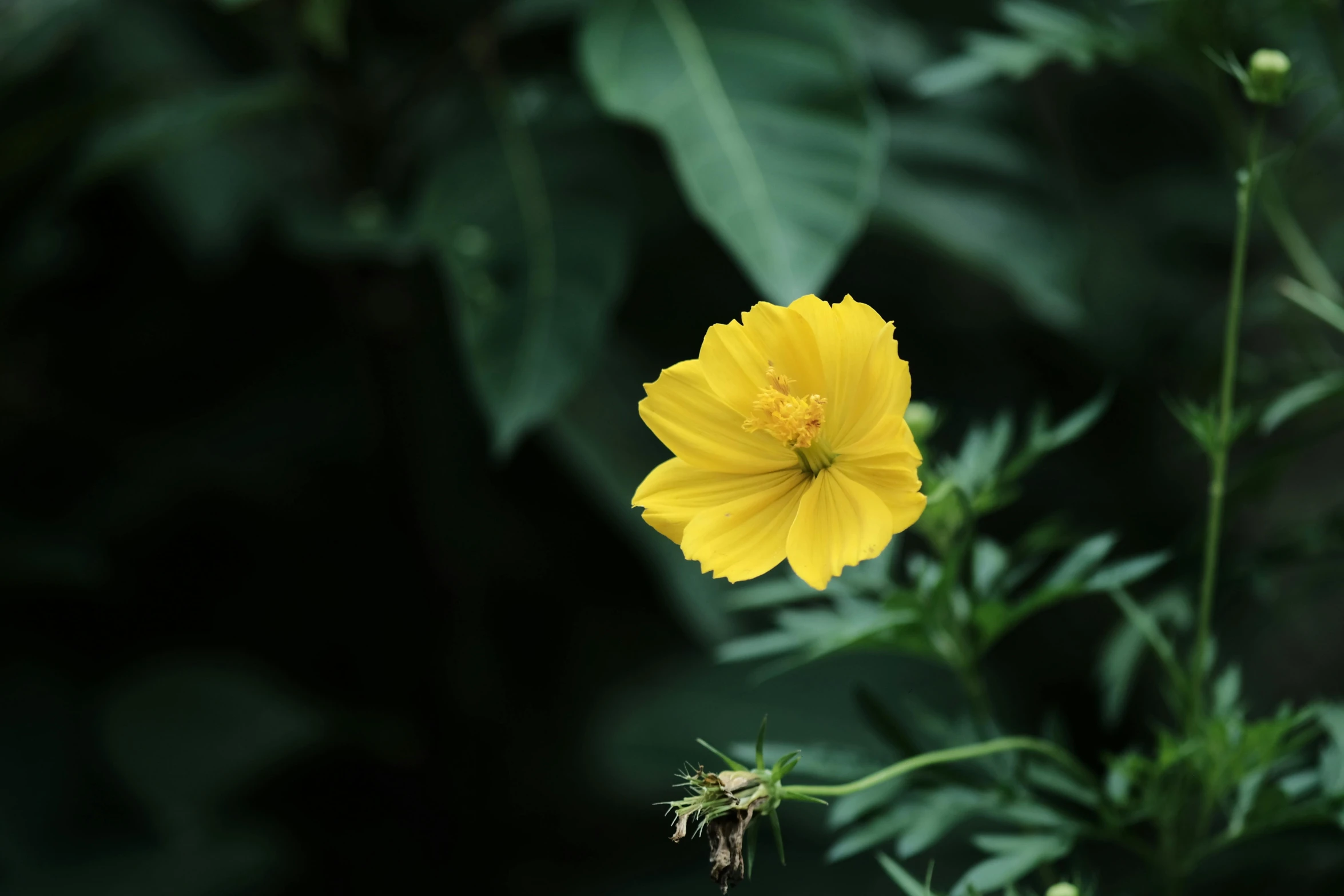 a yellow flower blooming in a green field