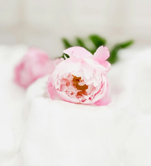 a single pink peony sitting in a fabric wrapped