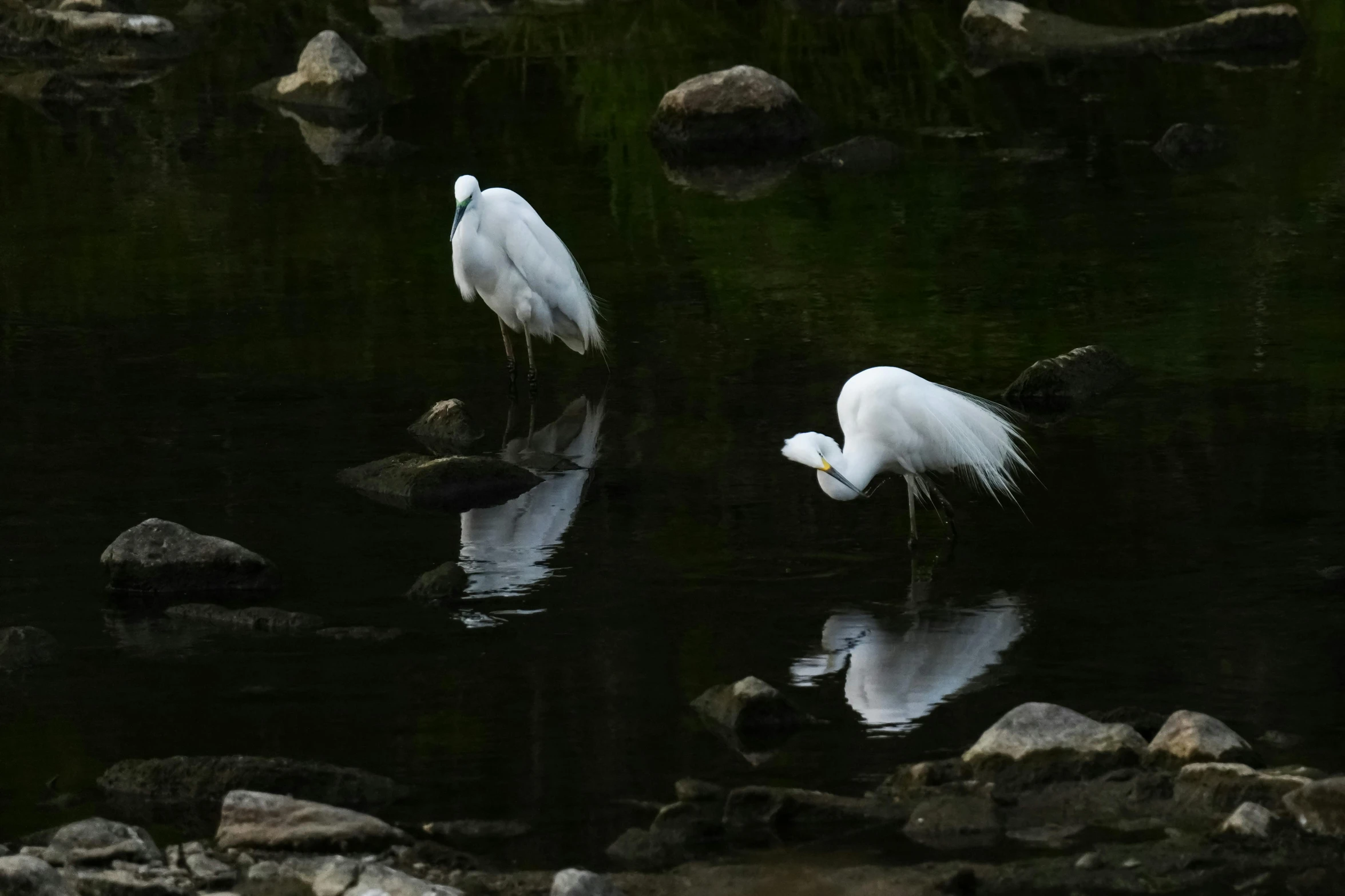 two birds standing in water looking for food