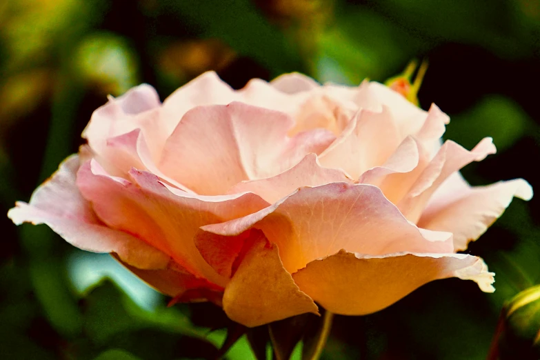 a close up view of a pink flower