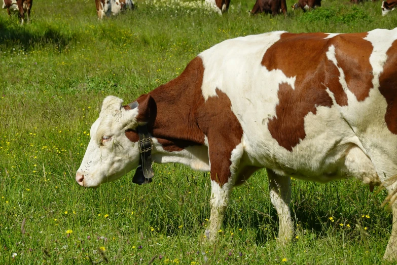 a brown and white cow standing in a grassy field