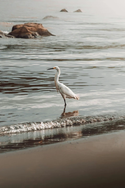 there is a white bird that is standing in the water