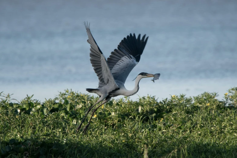 an animal that is flying near some water