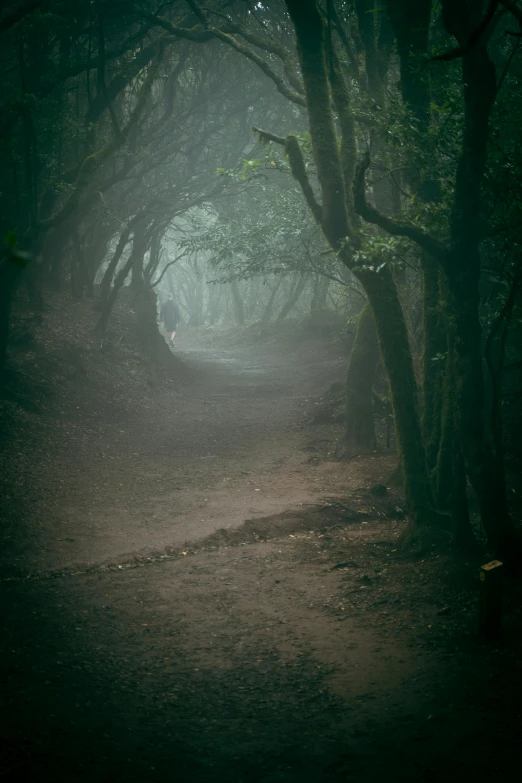 a dirt trail with fog in the air between two trees