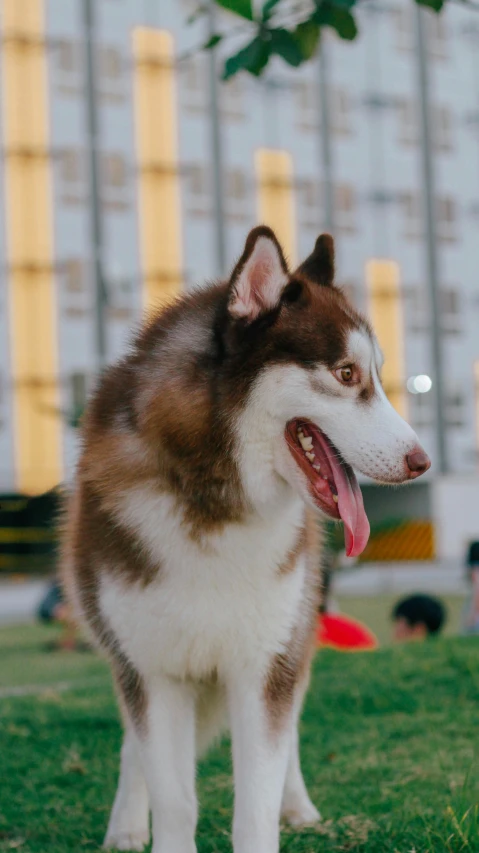 dog with open mouth and his tongue wide open standing on green grass