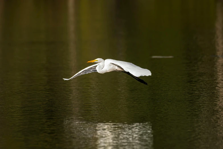 a white bird flying over water and trees