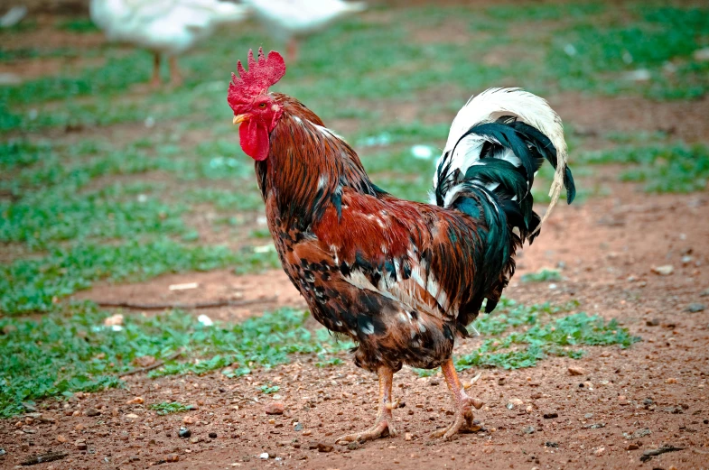 a rooster is standing in the dirt and grass