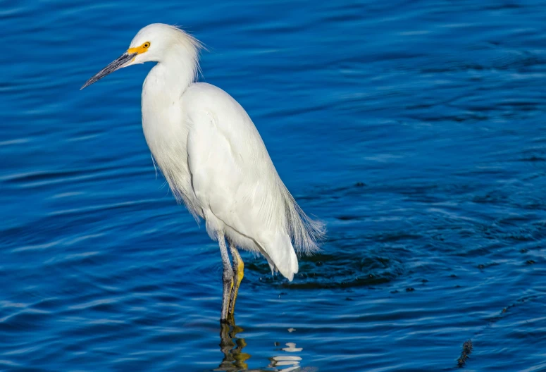 a long legged bird standing in the water