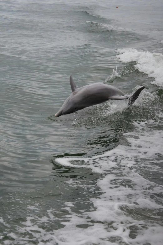 a dolphin splashes water in a wide open body of water