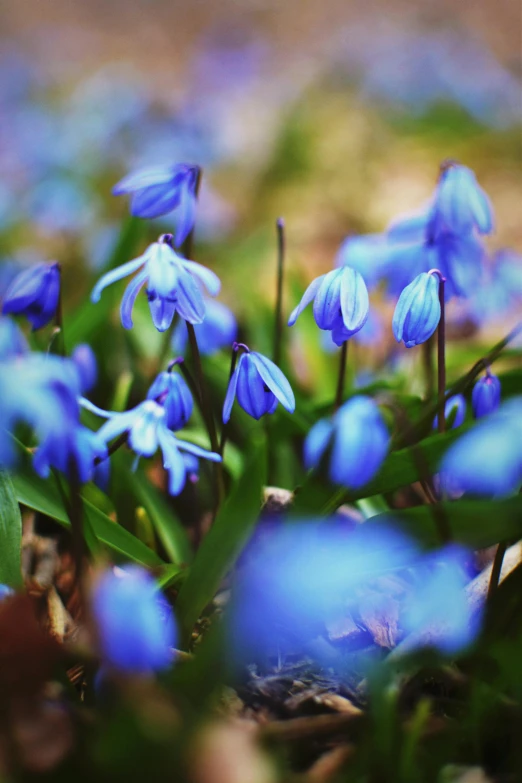 a group of purple flowers in the grass