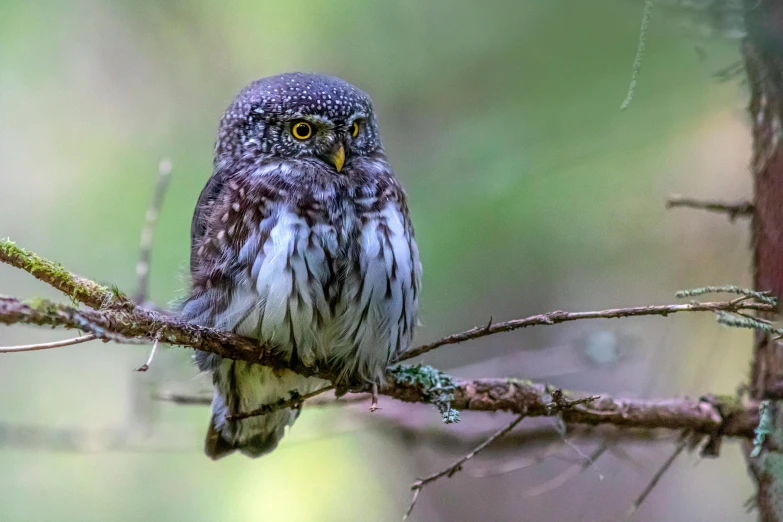 a small owl sitting on top of a nch