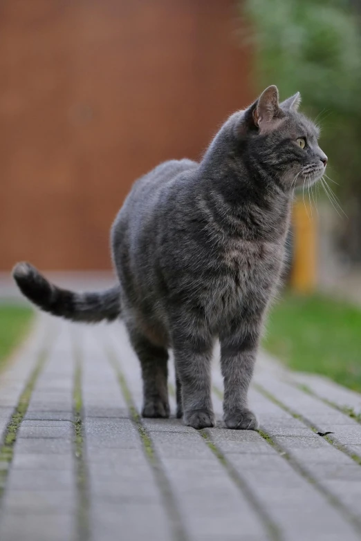 there is a gray cat standing on the sidewalk