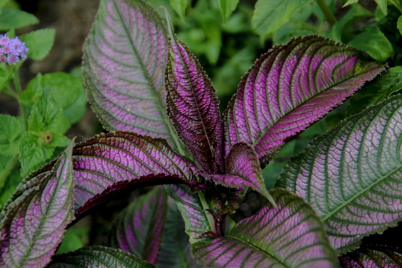 a bush with a purple flower and green leaves