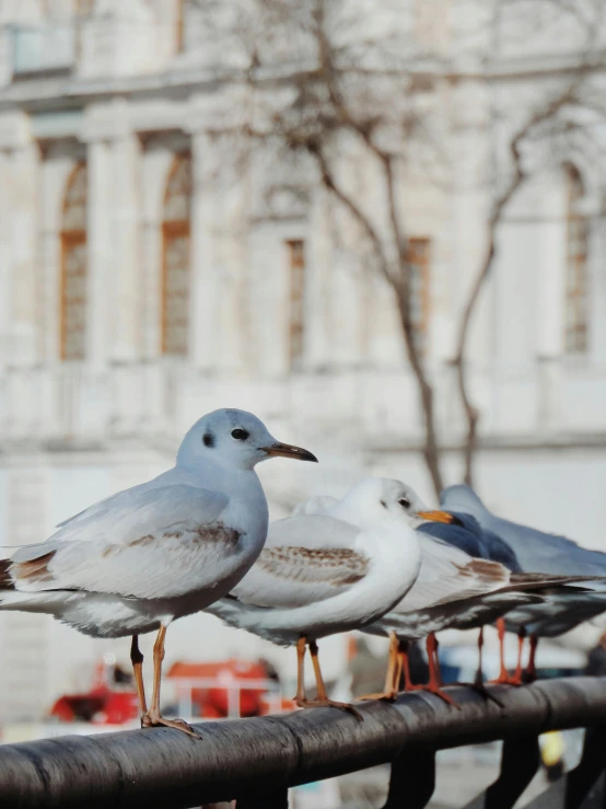 three seagulls sitting on a railing in front of a large building