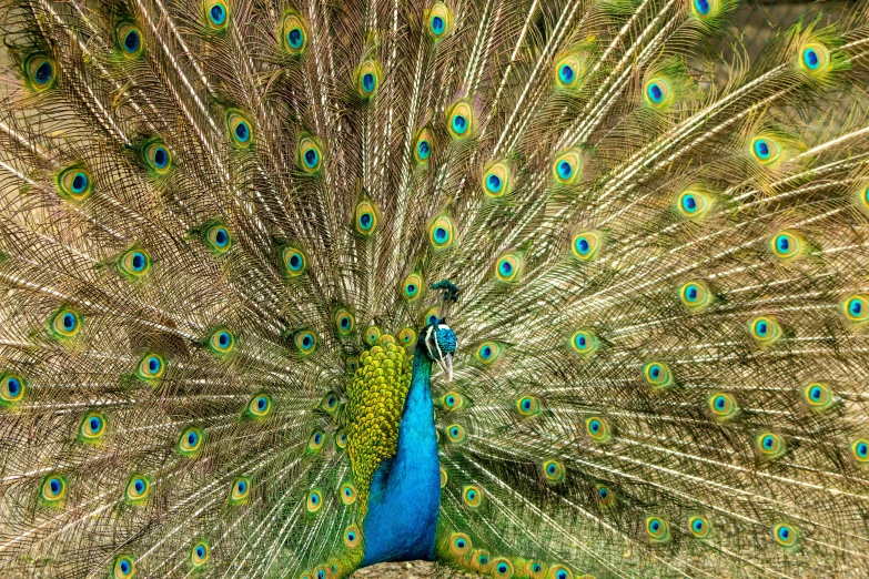 a peacock is with feathers spread out, its tail is showing