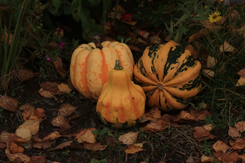 pumpkins sitting around and surrounded by fall leaves