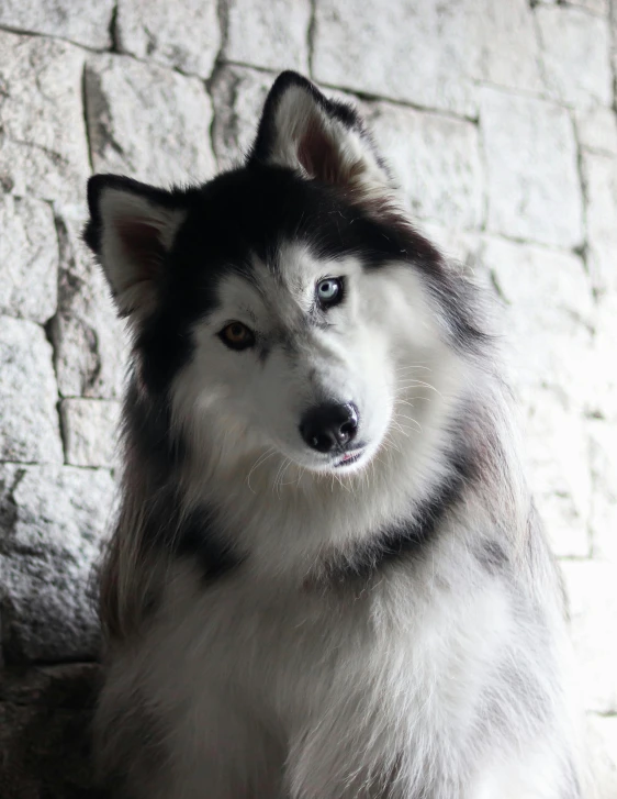 a husky dog looks to its left in front of a white stone wall