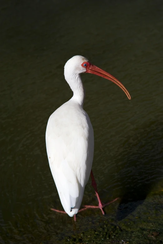 a white bird standing on top of a water covered river