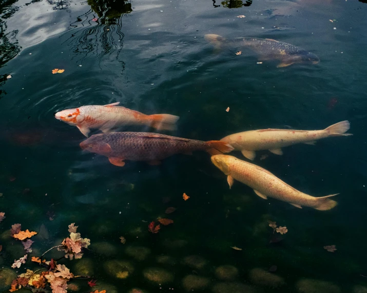 a couple of fish swimming in some water