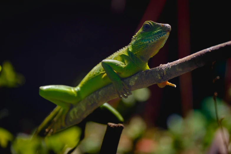 a green lizard sitting on a nch next to a bunch of greenery