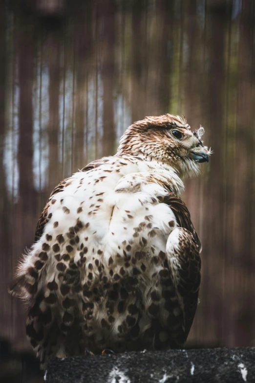 an owl is sitting on a log