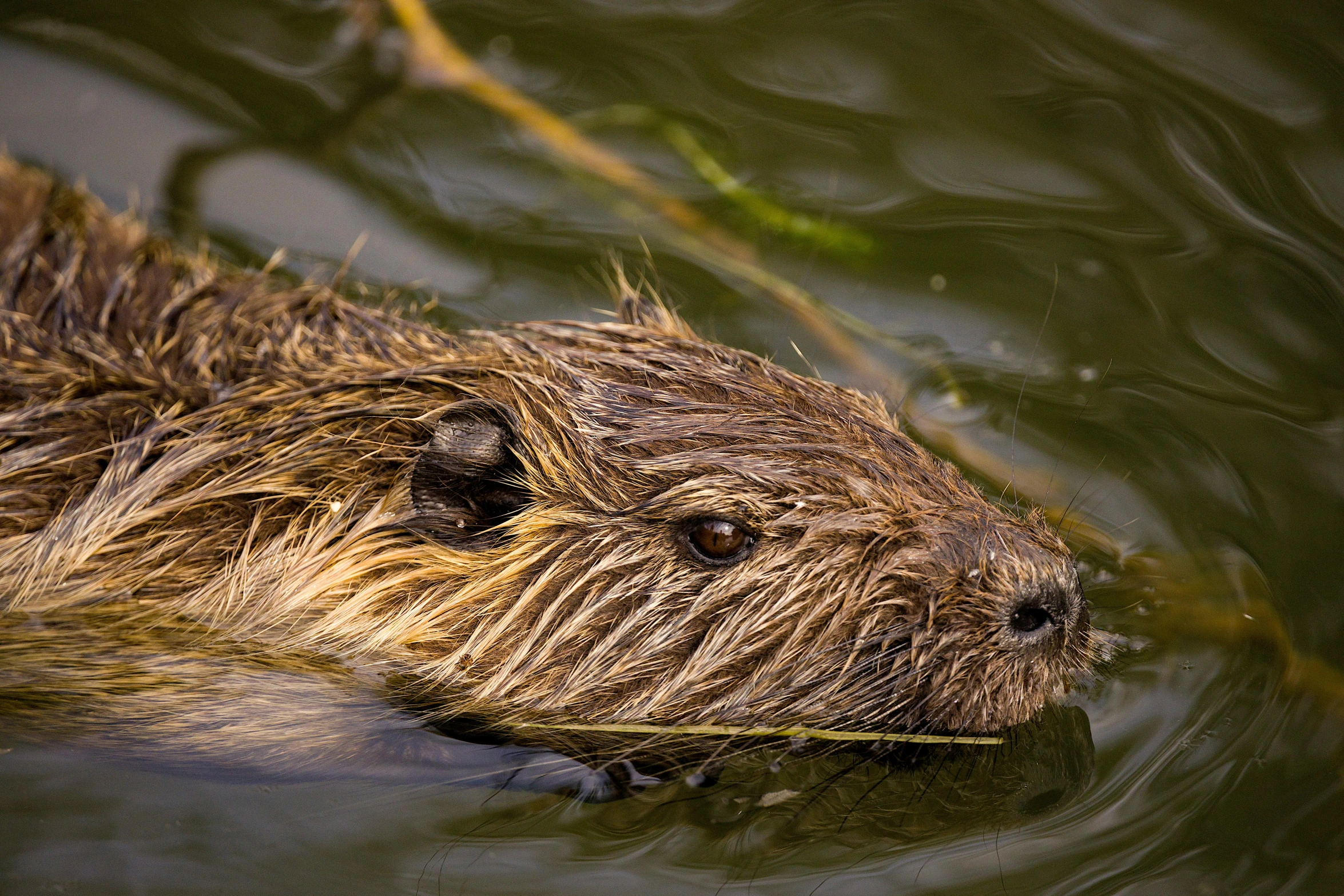 a beaver swims through the water at dusk