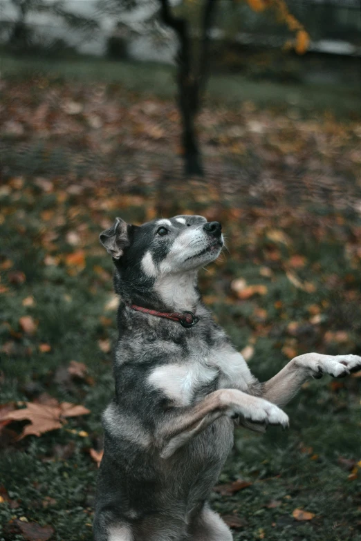 a dog that is catching a frisbee in the air