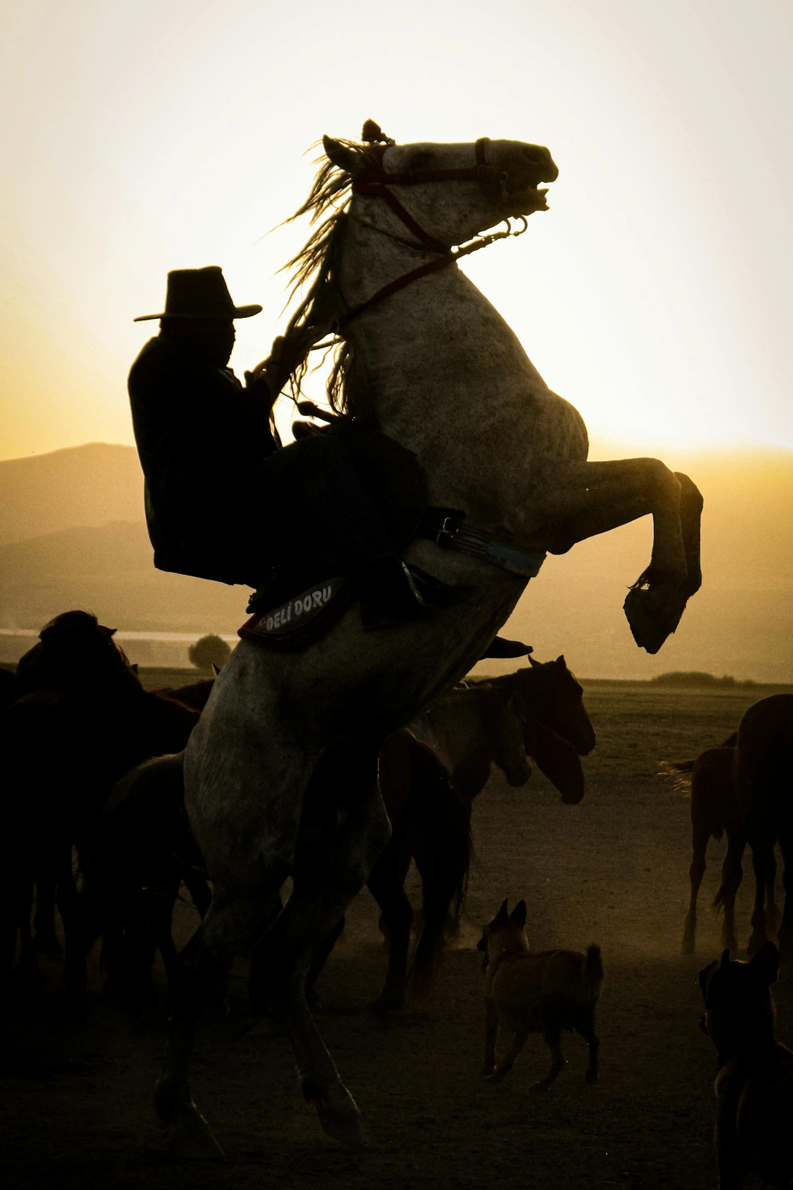 a person riding on a white horse in front of a group of dogs