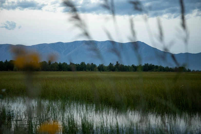 a grassy field with some trees and mountains in the background