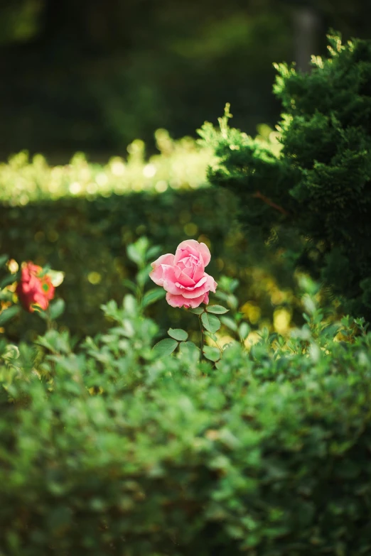 a pink flower is blooming in the middle of a garden