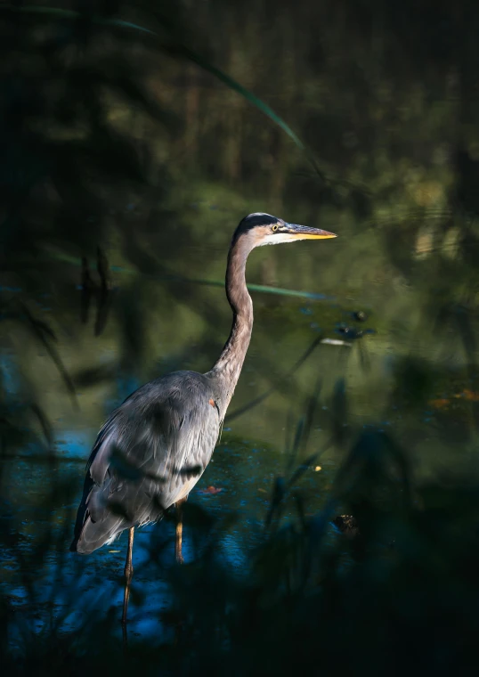 a large bird with a long neck is wading in the water