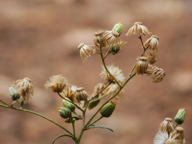 the small flowers are all over the place