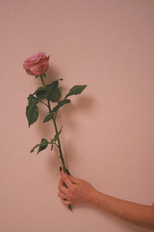 hand of a person holding pink flowers with brown leaves