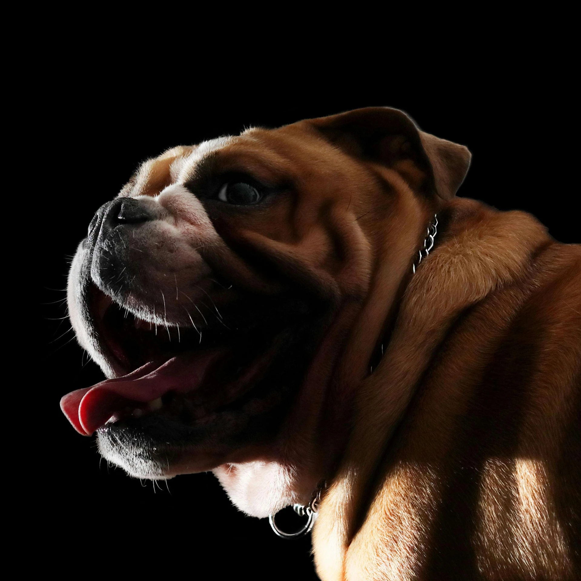 a brown and white dog with it's mouth open and it's tongue out