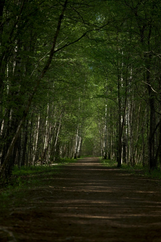 a dirt road with a line of trees and many leaves on it