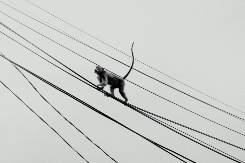 a monkey walking across a wire that has wires attached