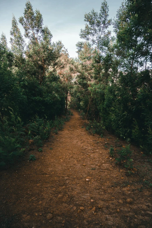 a narrow trail is lined with lots of trees