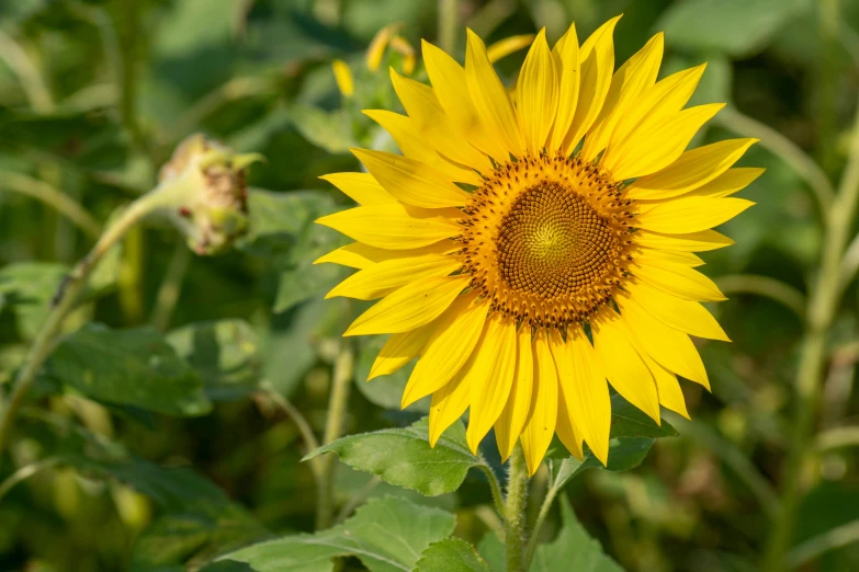 there is a sunflower that has opened in the field